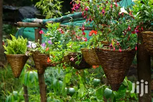 Hanging Flowers And Potted Plants