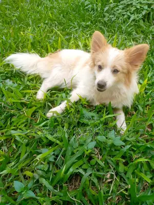 1-3 months Female Purebred Japanese Spitz