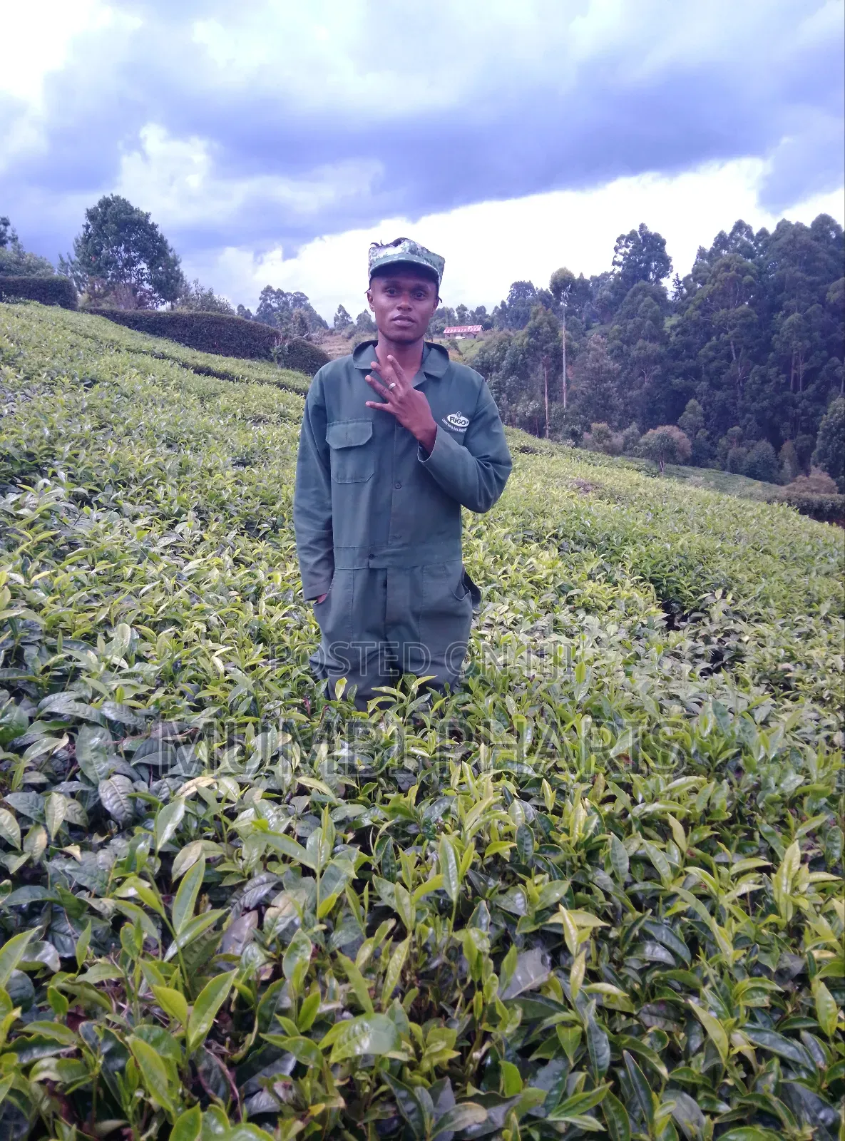 Pharis Kamau