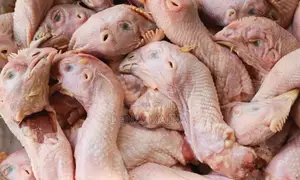 Chicken Heads With Necks