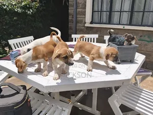 1-3 months Male Purebred Jack Russell Terrier