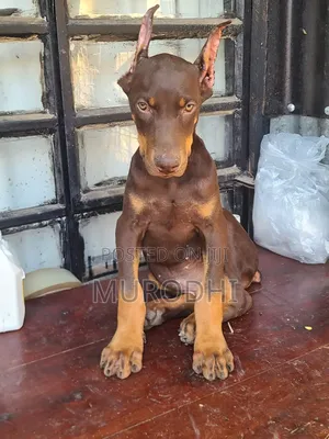 3-6 months Male Purebred Doberman Pinscher