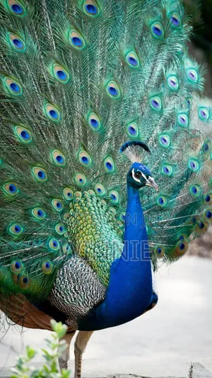 Peacocks in Kenya,