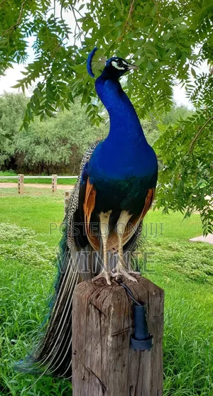 Peacocks in Kenya,
