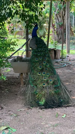 Peacocks in Kenya,