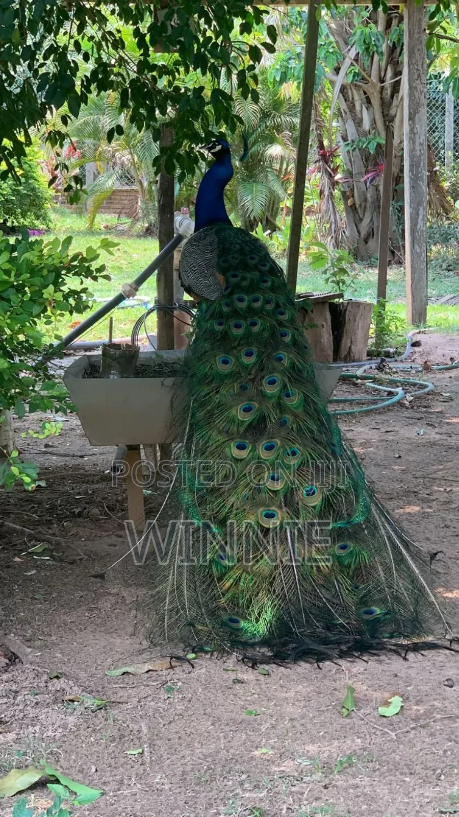 Peacocks in Kenya,