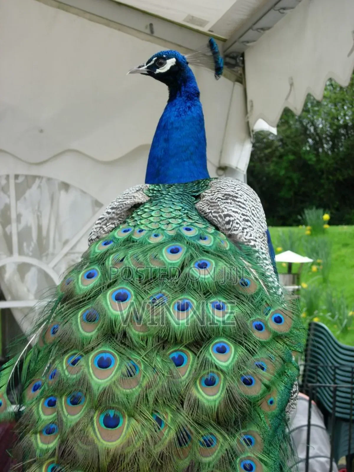Peacocks in Kenya,