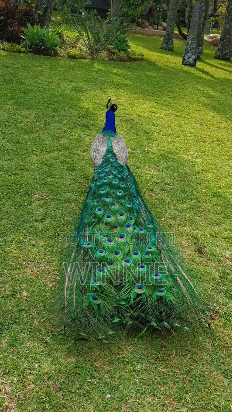Peacocks in Kenya,