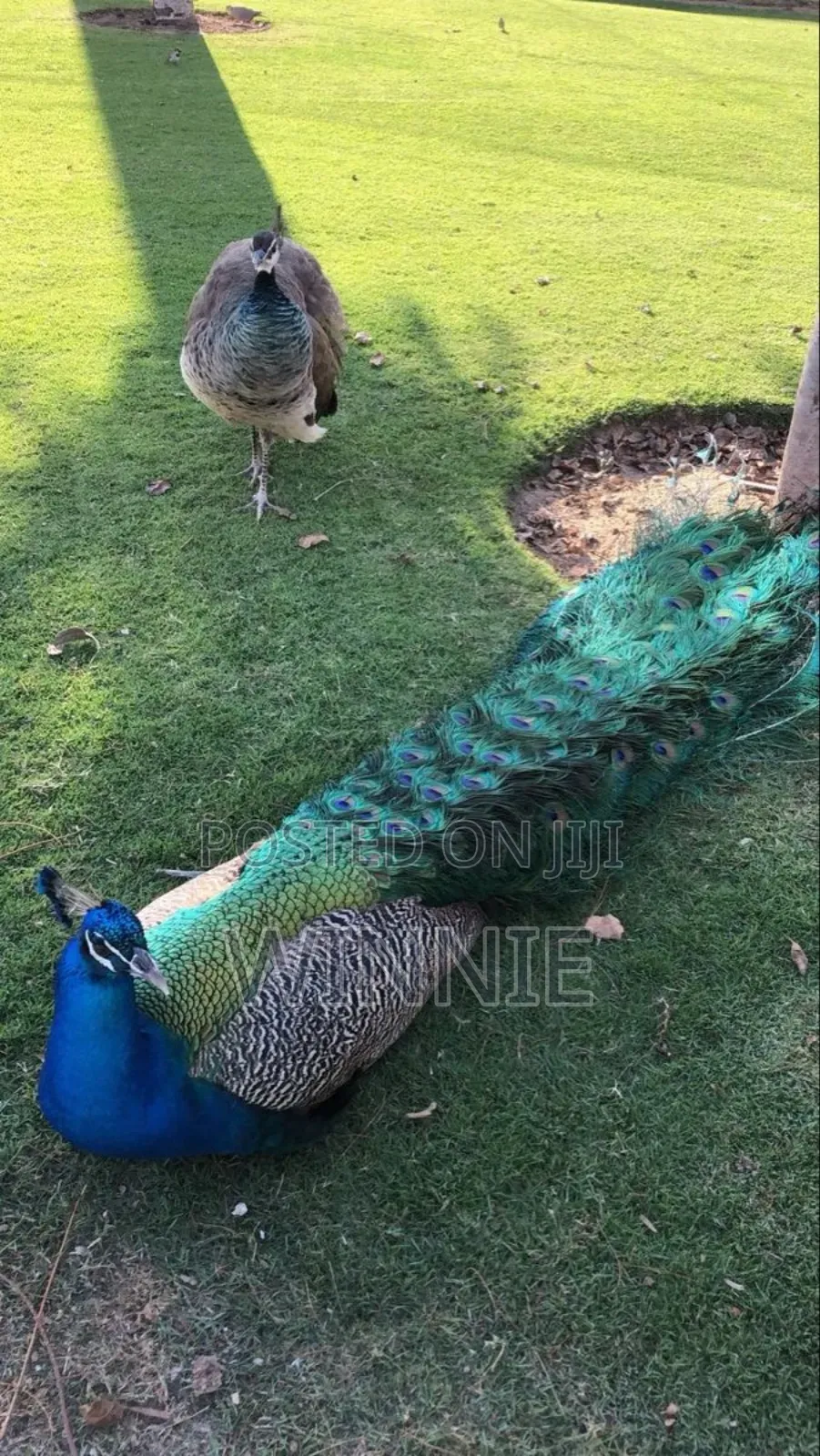 Peacocks in Kenya,