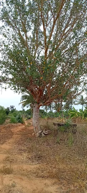 1/4 Acre Plot On Sale At Kinondo Town, Opposite Kinondo Hospital.