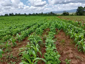 6acres at Matingi