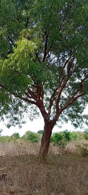 1/2 Acre Plot on Sale at Kinondo Not Far From Kinondo Hospital .
