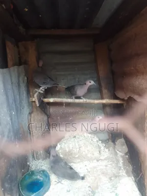 Red Eye Rock Pigeon
