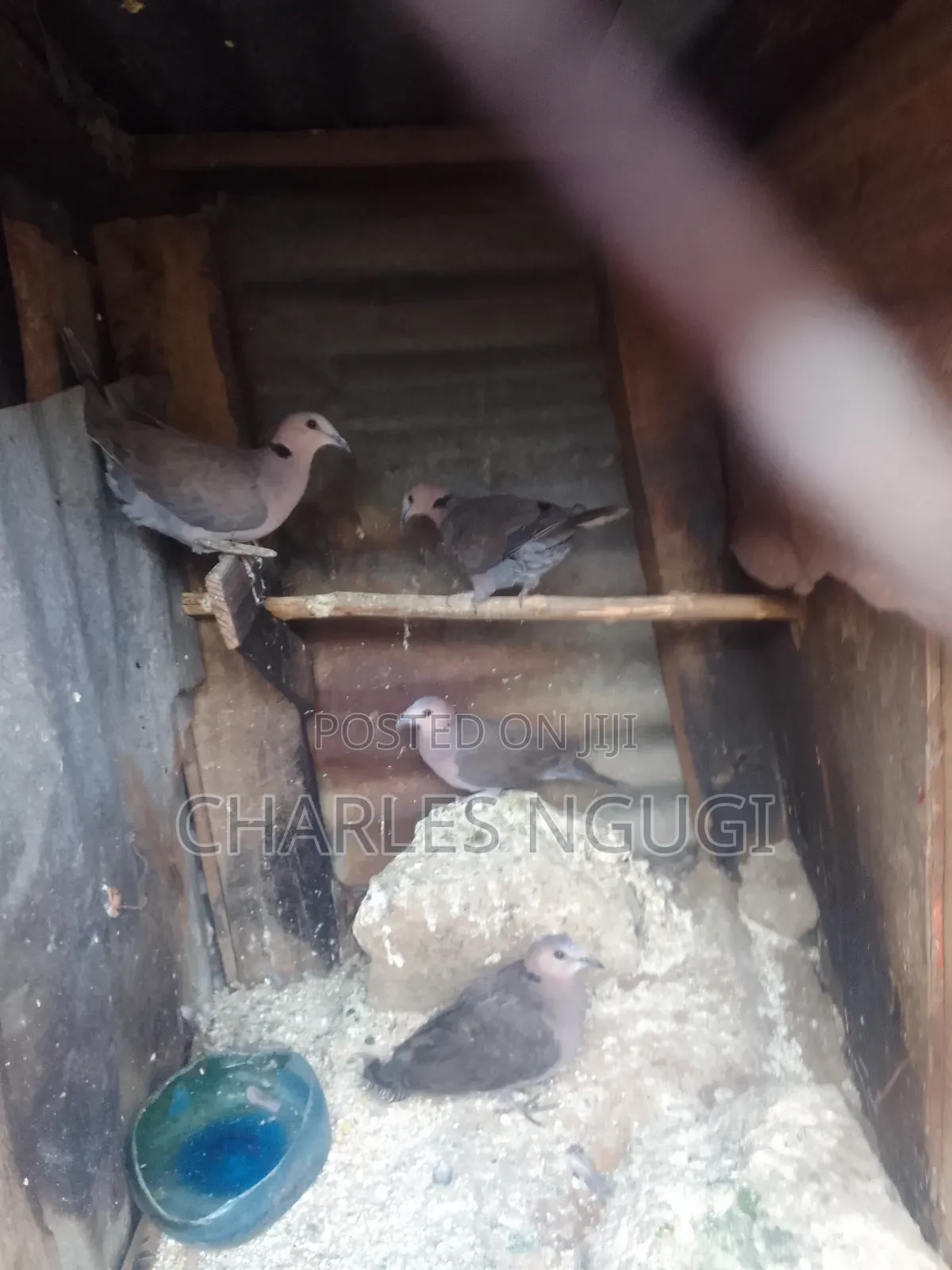 Red Eye Rock Pigeon