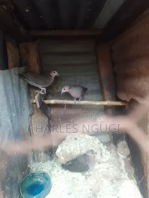Red Eye Rock Pigeon