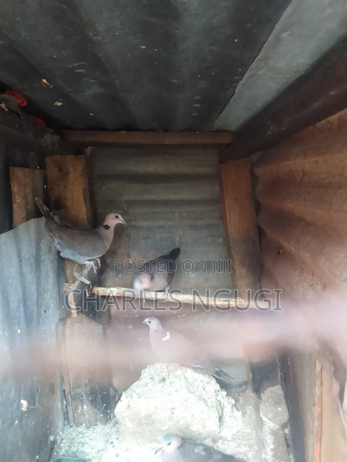 Red Eye Rock Pigeon