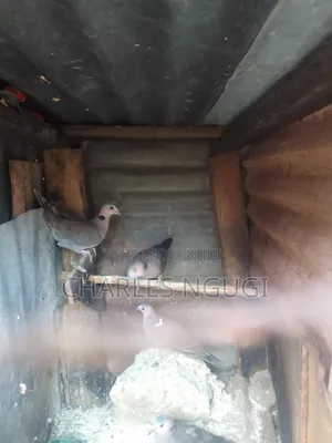 Red Eye Rock Pigeon