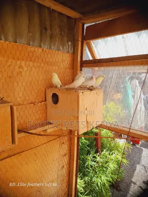 Budgies for Sale