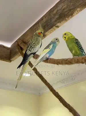 Budgie Pairs