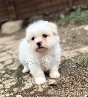 1-3 months Female Purebred Havanese