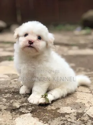 1-3 months Male Purebred Havanese