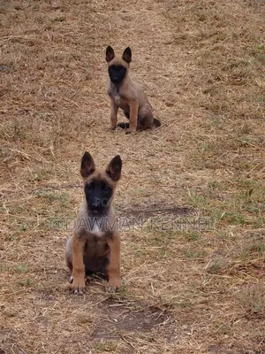 1-3 months Male Purebred Belgian Malinois