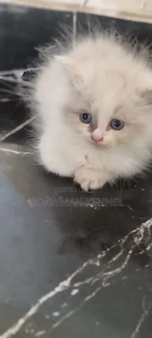 1-3 months Male Purebred Persian