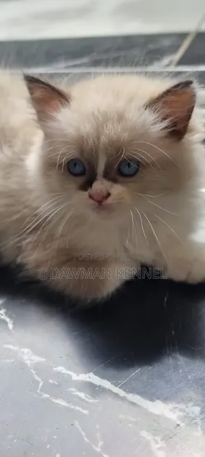 1-3 months Male Purebred Ragdoll