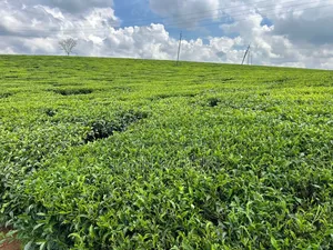 64 Acres Touching Tarmac Ndumberi Limuru Rd at 20m Per Acre