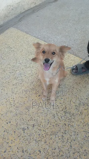6-12 months Male Mixed Breed Maltese