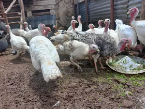 Adult Whilte Holland Turkeys for Sale