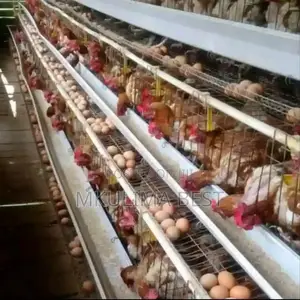 128 Chicken Cages