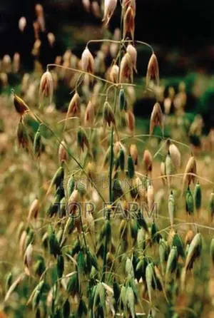 Oats Available in Tons Olkarau