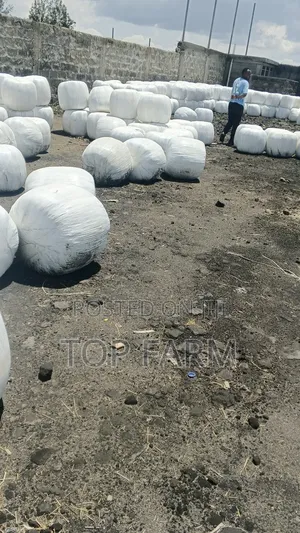 Silage Feeds