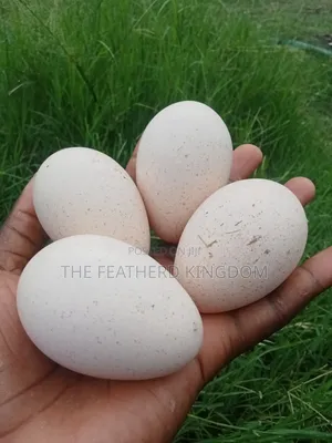 Fresh and Fertilized Turkey Eggs