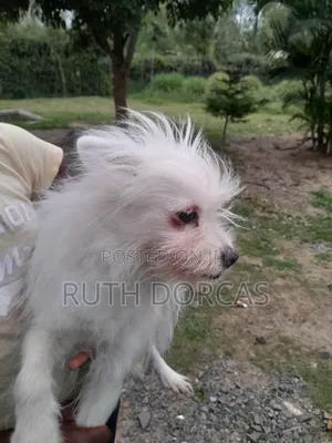 1+ year Female Mixed Breed Japanese Spitz