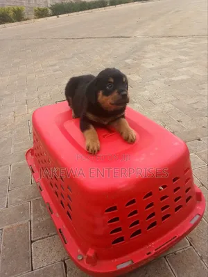 1-3 months Male Purebred Rottweiler