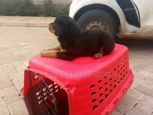 1-3 months Female Purebred Rottweiler