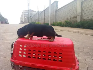 1-3 months Male Purebred Rottweiler