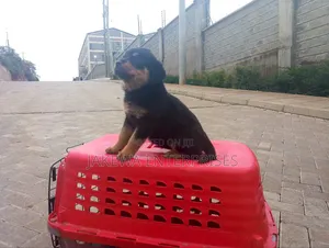 1-3 months Male Purebred Rottweiler
