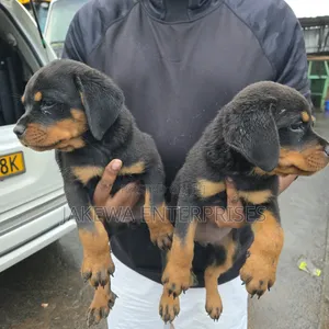 1-3 months Female Purebred Rottweiler
