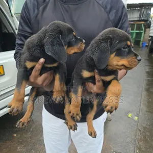 1-3 months Male Purebred Rottweiler