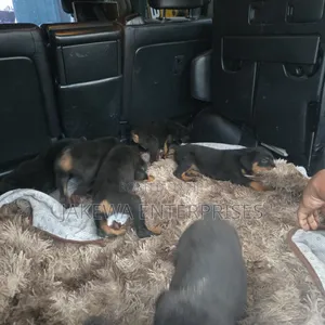 1-3 months Female Purebred Rottweiler