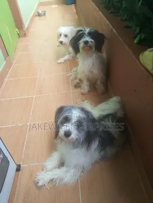 1+ year Female Purebred Havanese