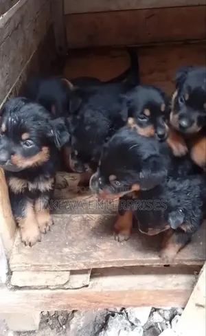 1-3 months Male Purebred Rottweiler