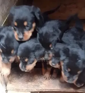 1-3 months Female Purebred Rottweiler
