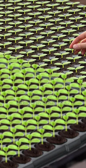 Vegetable Seedling Trays – Ideal For Nursery Growing