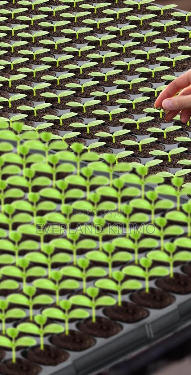Vegetable Seedling Trays – Ideal For Nursery Growing - main view