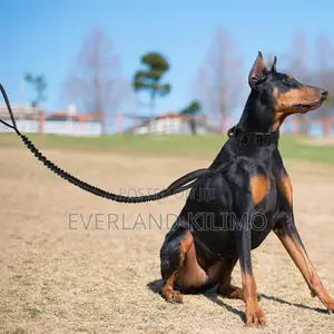 Strong Tactical Dog Collar and Leash for Training and Walking