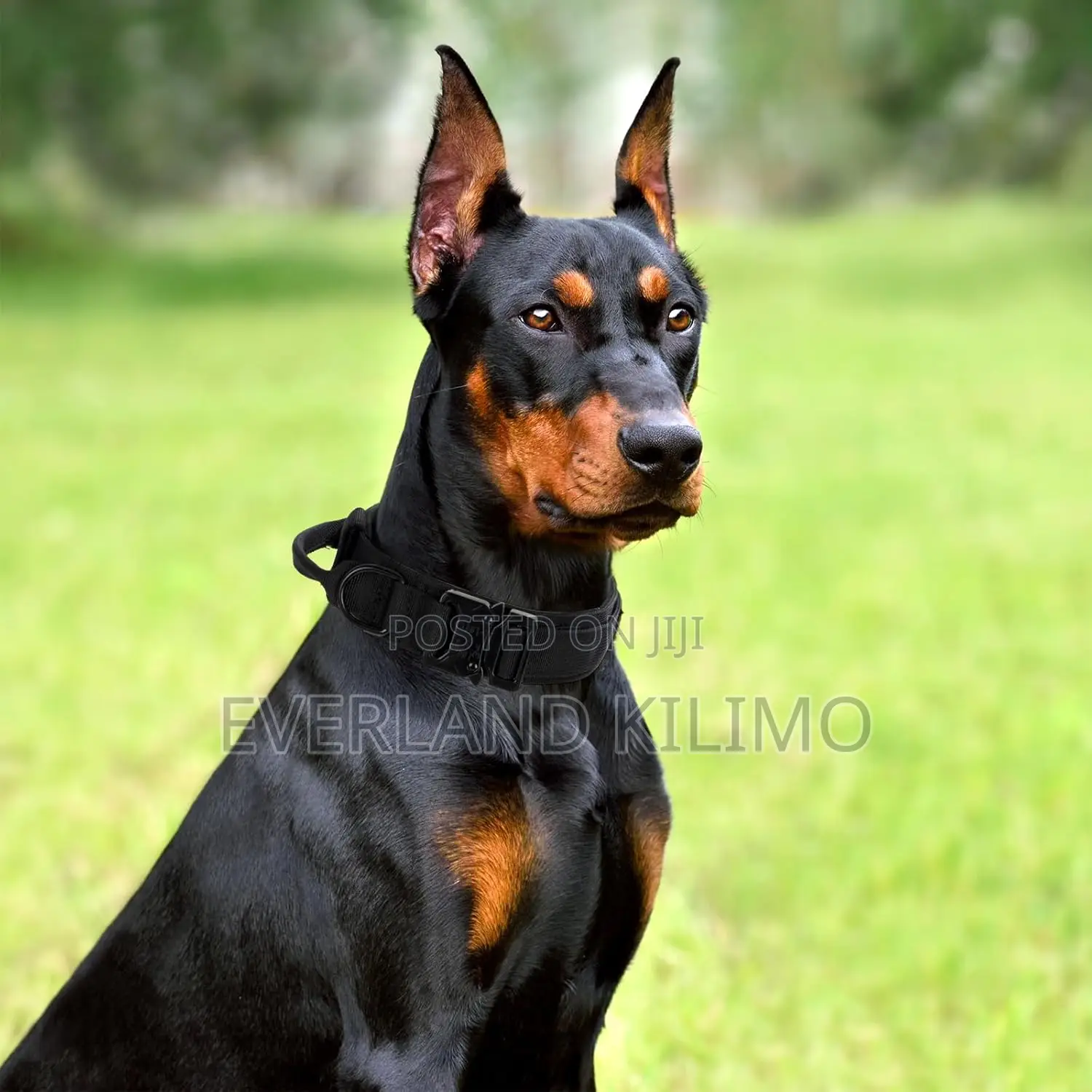 Premium Tactical Dog Collar for Training Walks